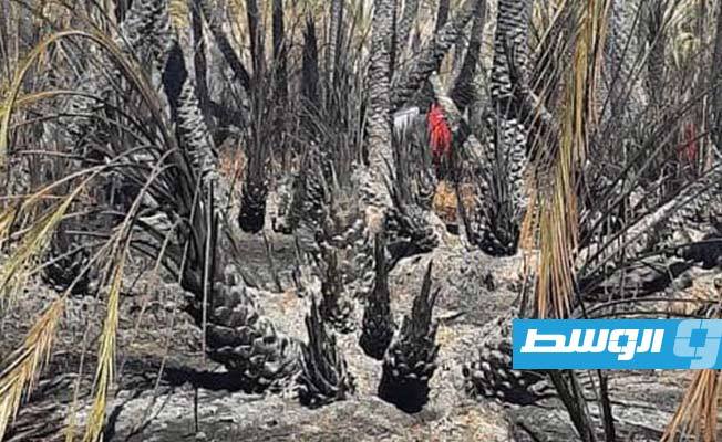 إخماد حريق في مزارع النخيل بمرادة، 13 فبراير 2021. (هيئة السلامة الوطنية طرابلس)