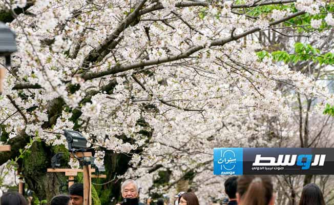 مناظر تفتّح أزهار الكرز تبهج سكان طوكيو وزائريها