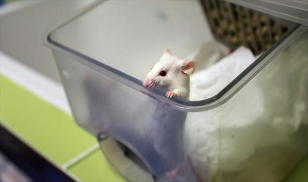 تايوان: إصابة بـ«كورونا» قد يكون مصدرها عضة فأر