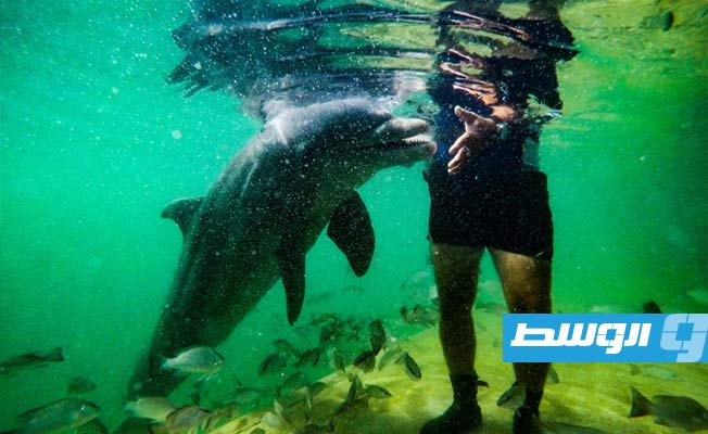 اليابان تحذر السباحين من دلفين عض عددا من الأشخاص