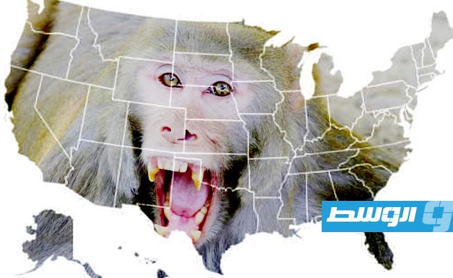 جدري القرود يضرب الولايات الأميركية الخمسين