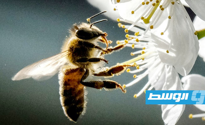 علماء يكشفون تأثير التغير المناخي على حجم النحل