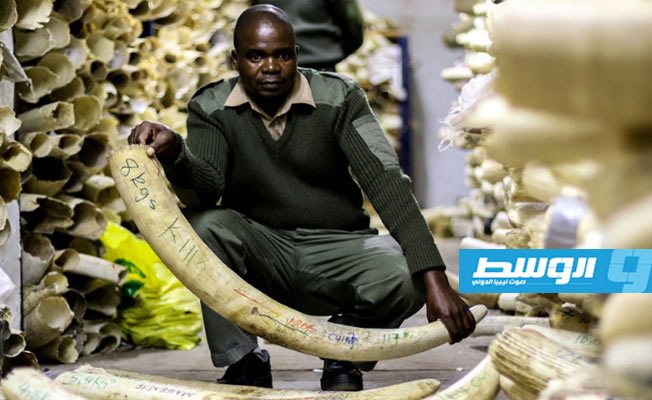زيمبابوي تقرر بيع العاج للحفاظ على الأفيال