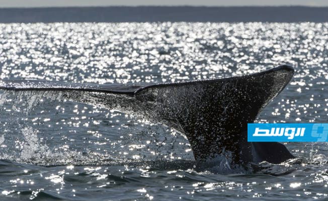 أكبر الحيتان في العالم مهددة بالانقراض