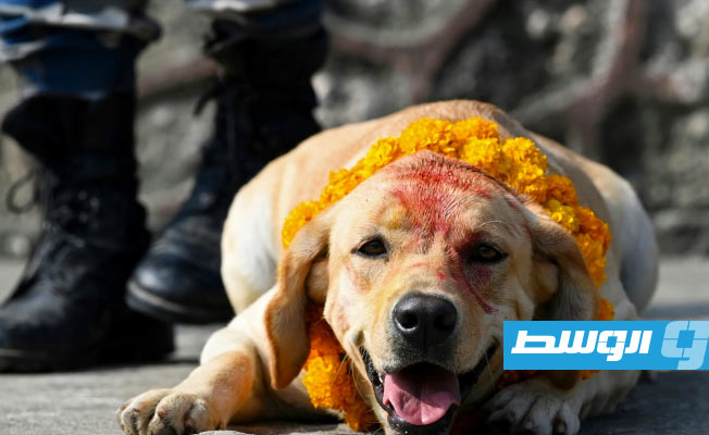 النيبال تحتفل بيوم الكلاب ضمن مهرجان هندوسي