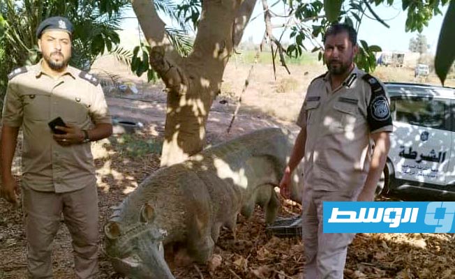 العثور على قطعة أثرية في مزرعة بمدينة بنغازي، 30 يوليو 2023، (وزارة الداخلية في حكومة الوحدة الوطنية الموقتة)