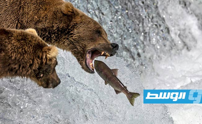 أنثى دب تفوز بمسابقة «أسبوع الدب السمين» في ألاسكا