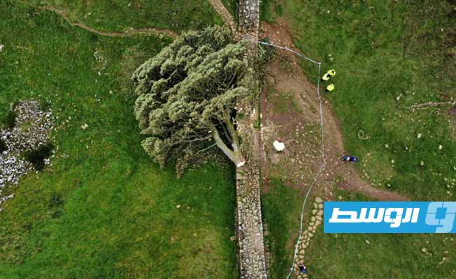 السلطات البريطانية تزيل جذع شجرة «روبن هود»