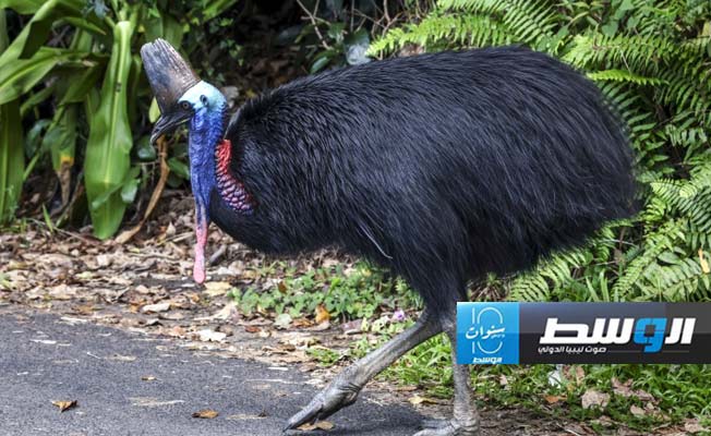 طيور الشبنم «سيئة المزاج» تواجه خطر الانقراض في أستراليا