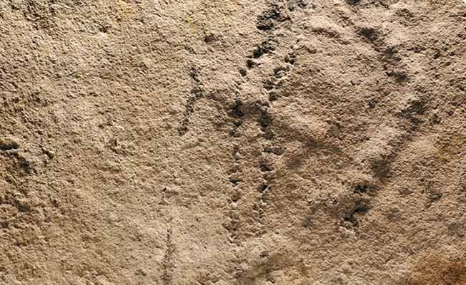 اكتشاف آثار حيوانات تعود إلى 541 مليون سنة