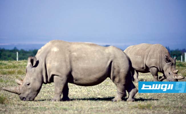 12 جنينا لإنقاذ وحيد القرن الأبيض