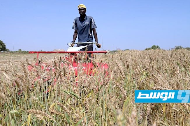 السنغال تنجح في زراعة وحصاد القمح.. والسر البذور المصرية