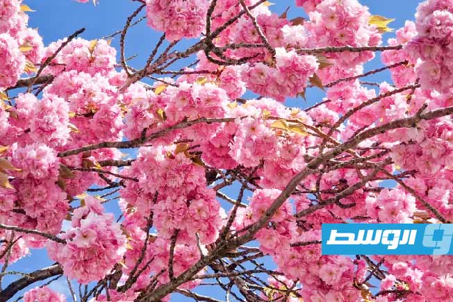 شجر الكرز. (موقع ريل سيمبل)