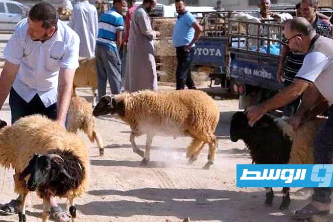 من إحدى أسواق المواشي في ليبيا. (بوابة الوسط)
