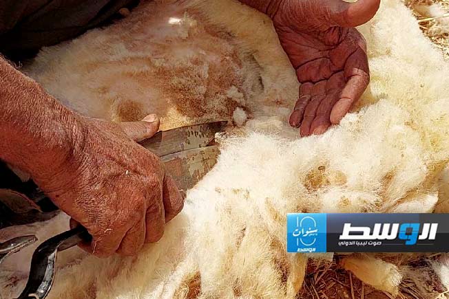 من أنشطة جز الأغنام في بني وليد، السبت 11 مايو 2024 (بوابة الوسط)
