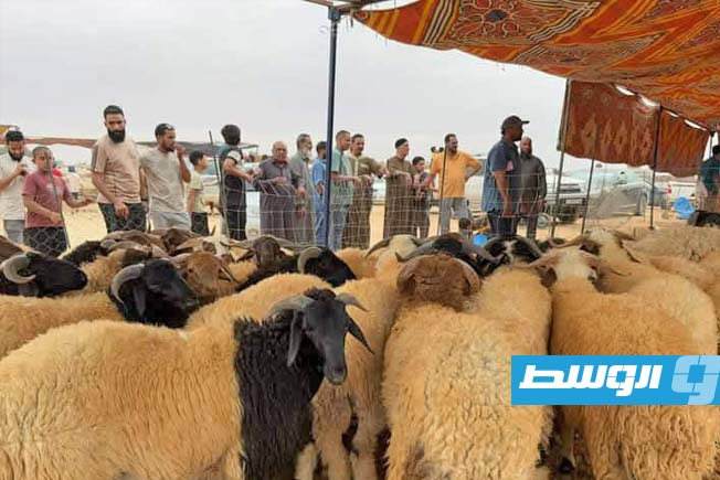 أضاحي العيد في سوق بيع الأضاحي بمحلة الزعفران في مدينة سرت. (بوابة الوسط)