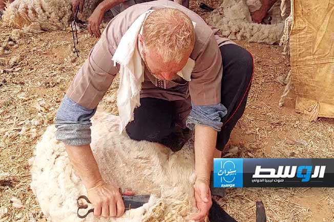 من أنشطة جز الأغنام في بني وليد، السبت 11 مايو 2024 (بوابة الوسط)