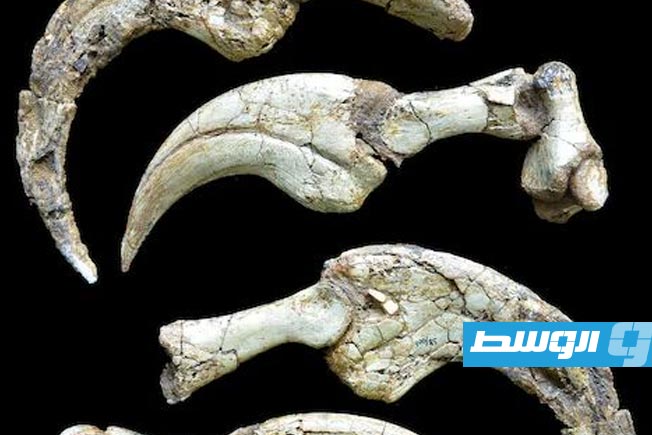 مخالب يد ديناصور من العصر الطباشيري جرى اكتشاف حفرياته في منغوليا. (رويترز)