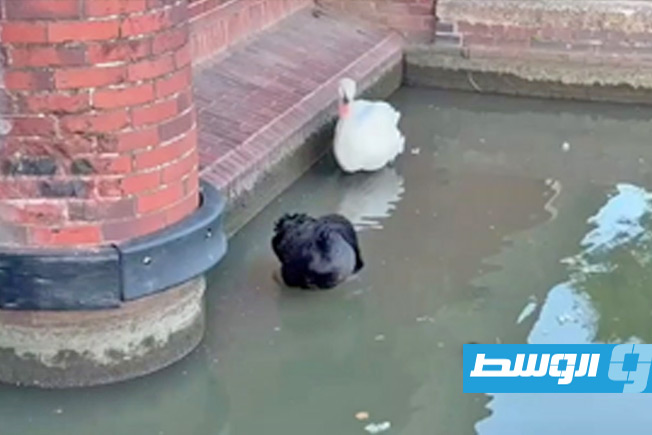البجعة بيجي الملقب بـ«السيد المدمر» في مدينة ستراتفورد أبون آفون. (جريدة إندبندنت البريطانية)