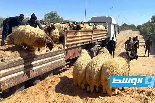 من إحدى أسواق المواشي في ليبيا. (بوابة الوسط)