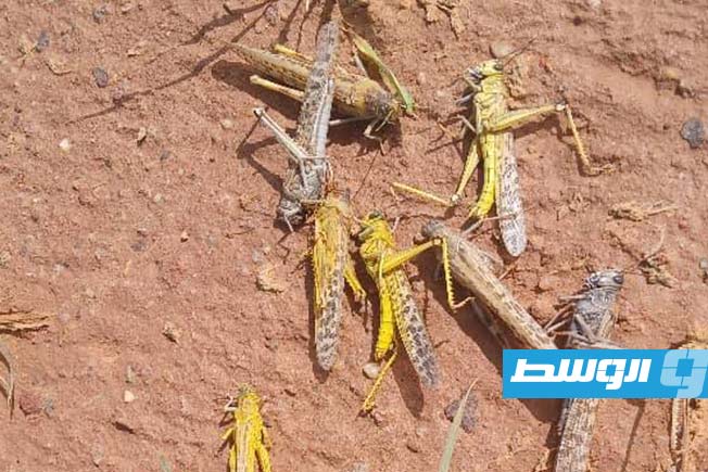 حشرات الجراد في إحدى مزارع مرزق، 4 مارس 2025. (صفحة مركز الأبحاث على فيسبوك)