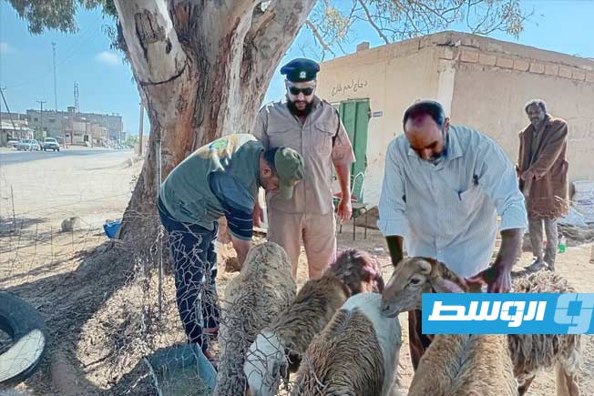 التفتيش على الأغنام والماشية قبل عيد الأضحى في ليبيا، 23 مايو 2026 (جهاز الشرطة الزراعية)