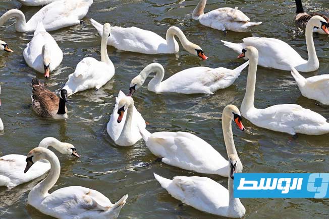 البجعة «بيجي» وسط مجموعة من البجعات البيضاء في المدينة. (جريدة إندبندنت البريطانية)