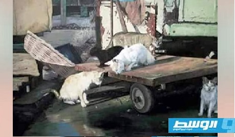 لوحات الفنانة نجاة أبوشيبة ارتحلت بدونها