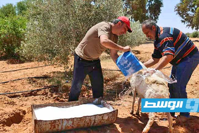 انطلاق موسم جز صوف الأغنام في سرت (بوابة الوسط)