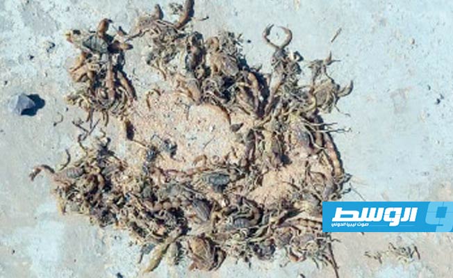العقارب تنتشر بكثافة بالجنوب الليبي في فصل الصيف. (بوابة الوسط)