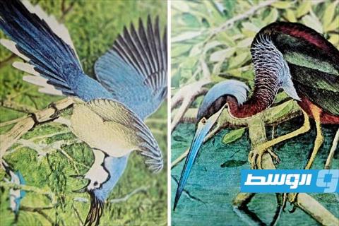 «لويس أغاسيز فورتيز والجمال الفريد للطيور»