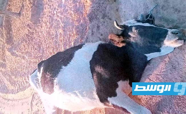 بقرة نافقة نتيجة إصابتها بمرض اللسان الأزرق بمنطقة السواوة في مصراتة (جهاز الشرطة الزراعية)