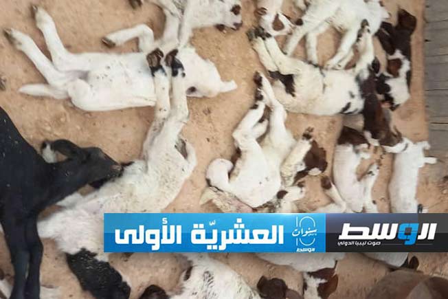 حملان الأغنام النافقة بمنطقة سيدي الصيد في ترهونة، السبت 17 فبراير 2024. (جهاز الشرطة الزراعية)