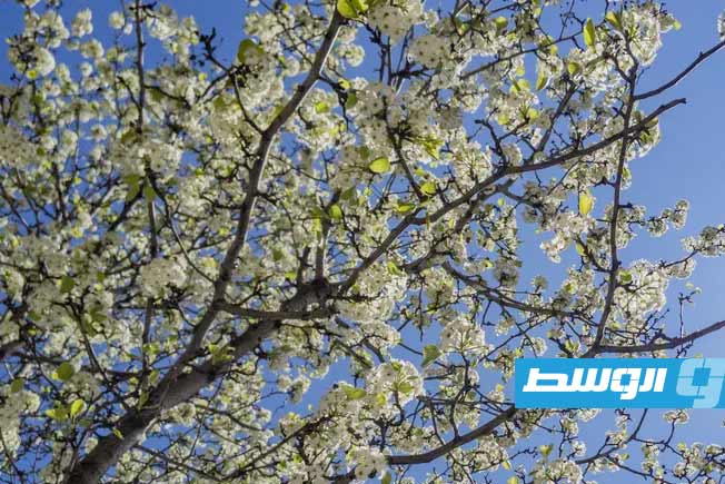 نوع من شجر الكمثرى. (موقع ريل سيمبل)