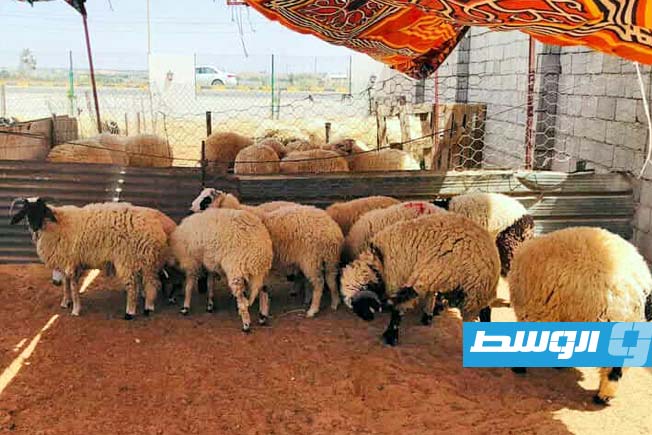 أضاحي العيد في سوق بيع الأضاحي بمحلة الزعفران في مدينة سرت. (بوابة الوسط)