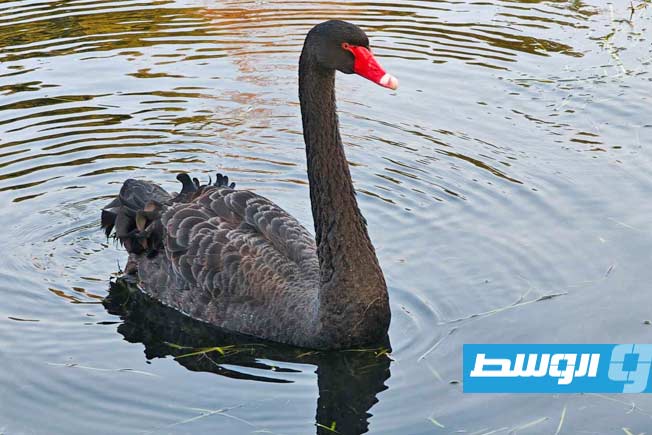 البجعة بيجي الملقب بـ«السيد المدمر» في مدينة ستراتفورد أبون آفون البريطانية. (جريدة إندبندنت البريطانية)