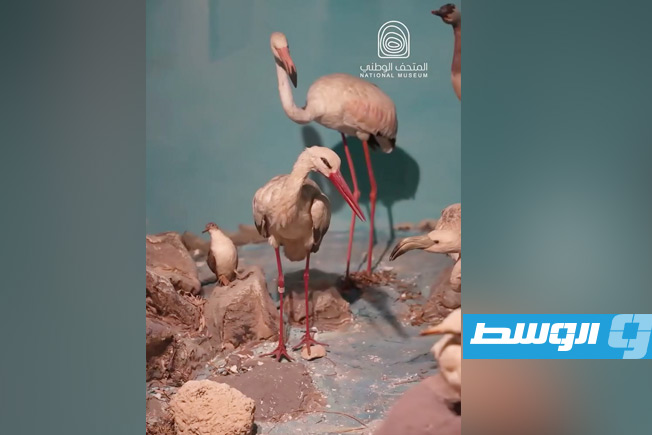 صورة مثبتة من فيديو ترويجي لمقتنيات المتحف الليبي. (فيسبوك)
