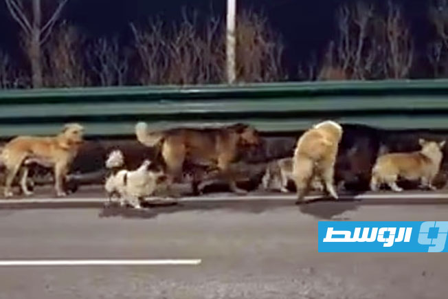 سبعة كلاب مسروقة أثناء رحلة هروبها من مصنع للحوم الكلاب في الصين وانطلاقها في رحلة عودة إلى ديارها لمسافة 10 أميال. (ديلي ميل)