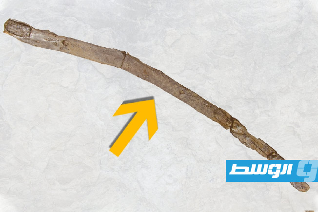 أداة خشبية عمرها 430 ألف عام، يُحتمل أنها استُخدمت للحفر. (كاترينا هارفاتي – أ ب)