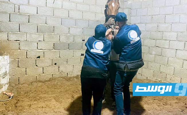 حملة تحصين الخيول من الأمراض (المركز الوطني للصحة الحيوانية)