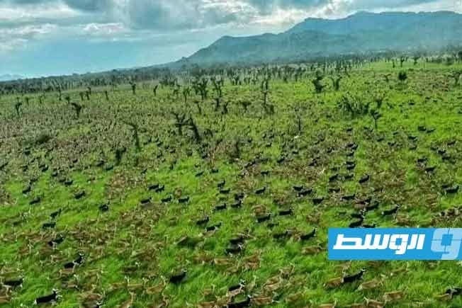 سهول بوما-بادينغيلو في جنوب السودان. (الإنترنت)