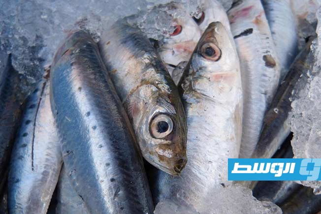 الأسماك الدهنية تحتوي على أحماض «أوميغا - 3» وفيتامين «د» والبروتين وهي عناصر أساسية ل ص (أرشيفية: الإنترنت)حة الدماغ