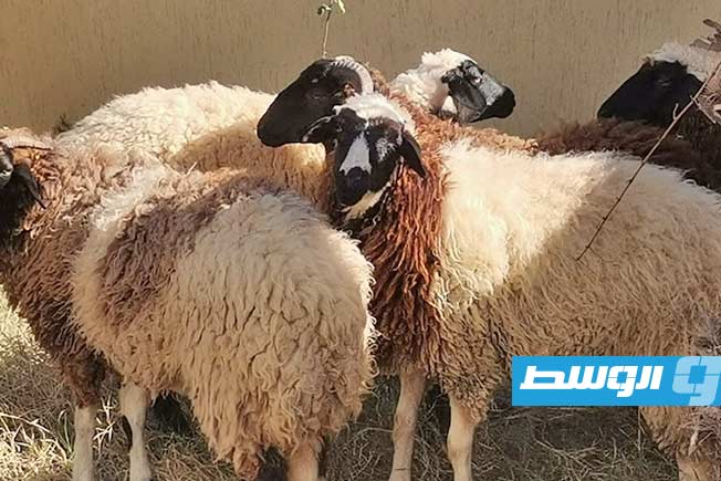 أغنام سرقها المتهمون، 26 ديسمبر 2025. (أمن صبراتة)