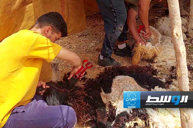 من أنشطة جز الأغنام في بني وليد، السبت 11 مايو 2024 (بوابة الوسط)