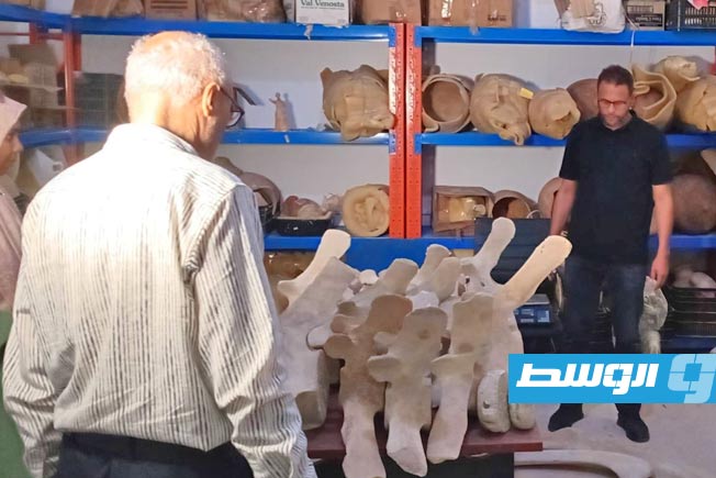 تعاون مشترك بين كلية العلوم ومراقبة آثار بنغازي لدراسة وحفظ هيكل حوت «ذوات البال». (مراقبة آثار بنغازي)