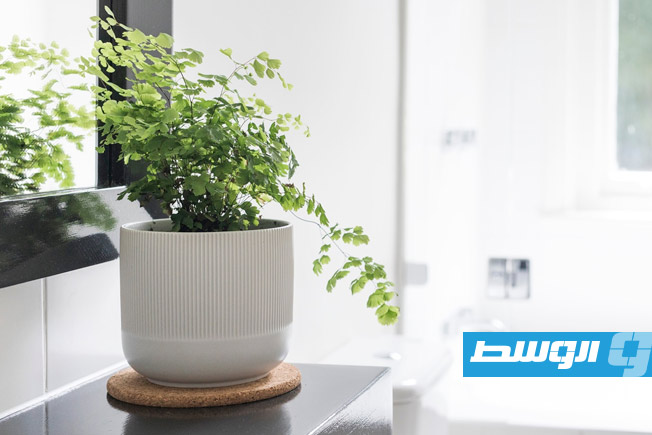 حمام أبيض مشرق مضاء بضوء طبيعي من نافذة قريبة، مع وعاء حديث من نبات السرخس الأخضر (أرشيفية: الإنترنت)