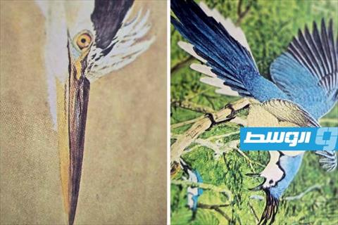 «لويس أغاسيز فورتيز والجمال الفريد للطيور»