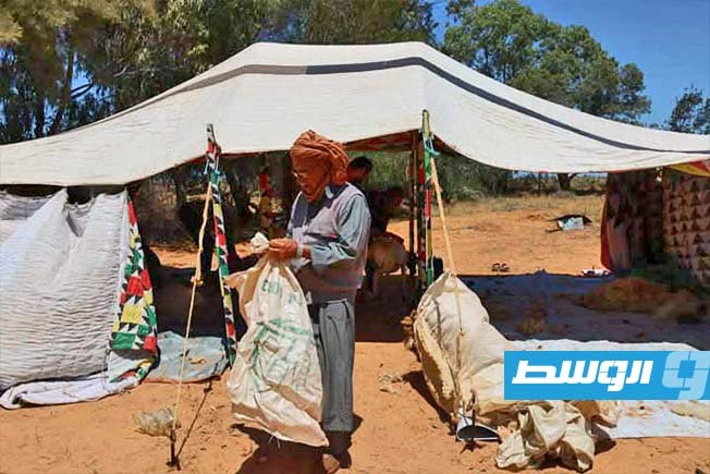 انطلاق موسم جز صوف الأغنام في سرت (بوابة الوسط)