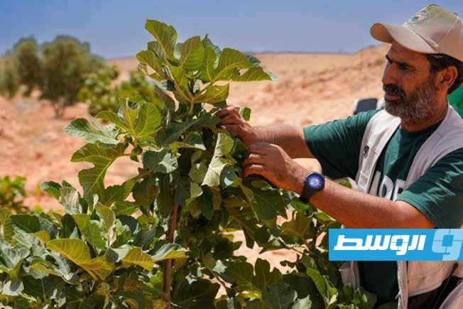 فحص النباتات بحملة مكافحة الآفات الزراعية في جبل نفوسة، الأحد 21 يونيو 2026. (وزارة الزراعة والثروة الحيوانية)