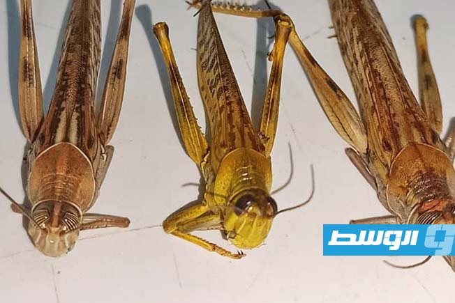 حشرات الجراد في إحدى مزارع مرزق، 4 مارس 2025. (صفحة مركز الأبحاث على فيسبوك)